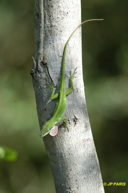 American Lizards